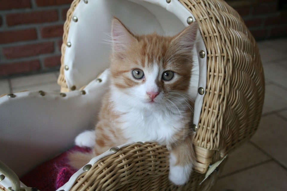 Chat dans un panier.
